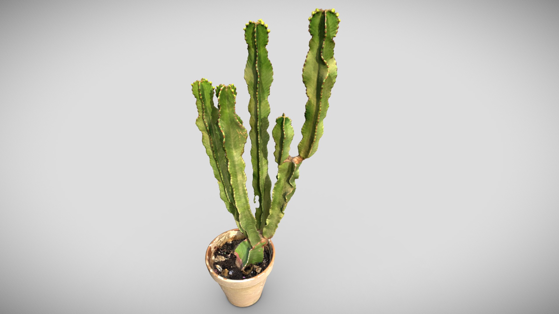 Cactus plant + pot, 3D scan photogrammetry【仙人掌植物盆，3D扫描摄影测量】