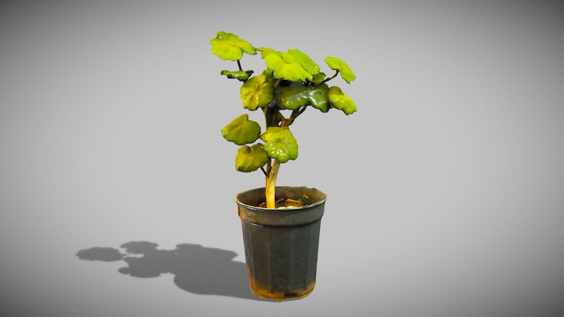 Geraniums【天竺葵】