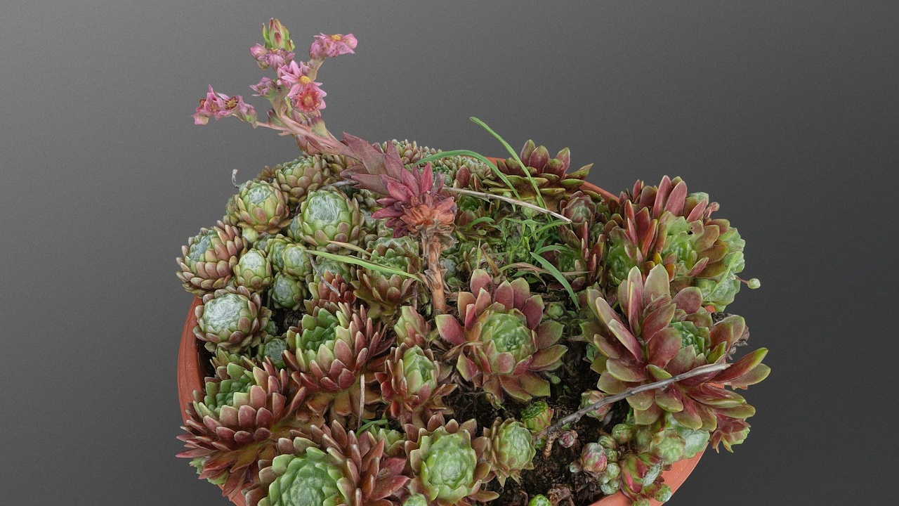 Houseleek plant【观音莲植物】